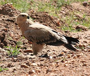 Raubadler, Tawny Eagle, Aquila rapax